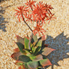 Aloe Ghost - Aloe striata hybrid &