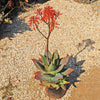 Aloe Ghost - Aloe striata hybrid &