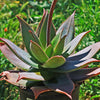 Aloe Ghost - Aloe striata hybrid &