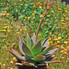 Aloe Ghost - Aloe striata hybrid &