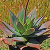 Aloe Ghost - Aloe striata hybrid &