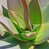 Aloe Ghost - Aloe striata hybrid &