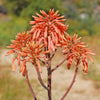 Aloe Ghost - Aloe striata hybrid &