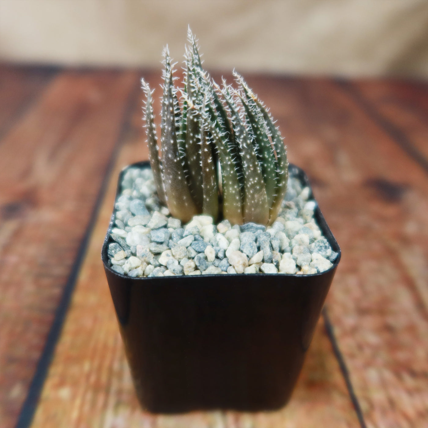 thin spiky succulent Get Aloe haworthioides Online | Perennial Succulent