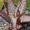 Purple People Eater Aloe - Aloe hybrid