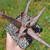 Purple People Eater Aloe - Aloe hybrid