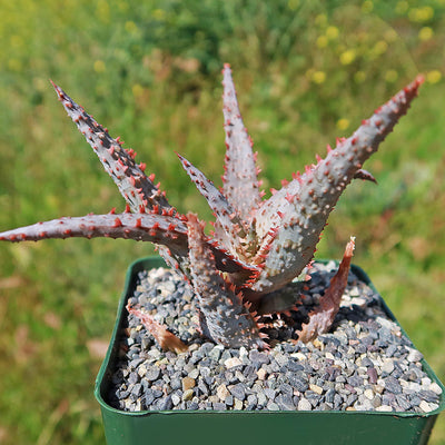 Purple People Eater Aloe - Aloe hybrid