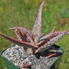 Purple People Eater Aloe - Aloe hybrid