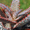 Purple People Eater Aloe - Aloe hybrid