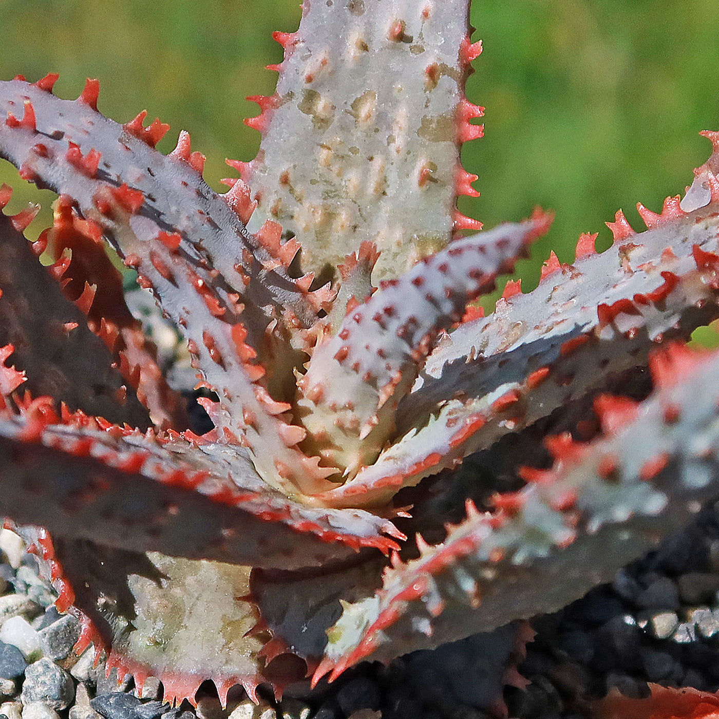 purple people eater succulent Purple People Eater Aloe 'Aloe hybrid'- Shop Online at Planet Desert