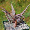 Purple People Eater Aloe - Aloe hybrid