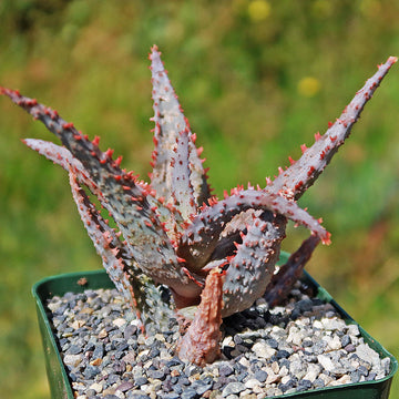 red aloe vera plant online Purple People Eater Aloe