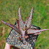 Purple People Eater Aloe - Aloe hybrid