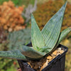 Aloe karasbergensis