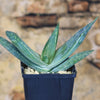 Aloe karasbergensis