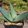 Aloe karasbergensis