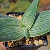 Aloe karasbergensis