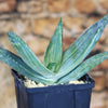 Aloe karasbergensis