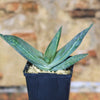 Aloe karasbergensis