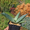 Aloe karasbergensis