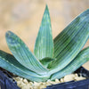 Aloe karasbergensis