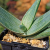 Aloe karasbergensis