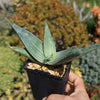 Aloe karasbergensis