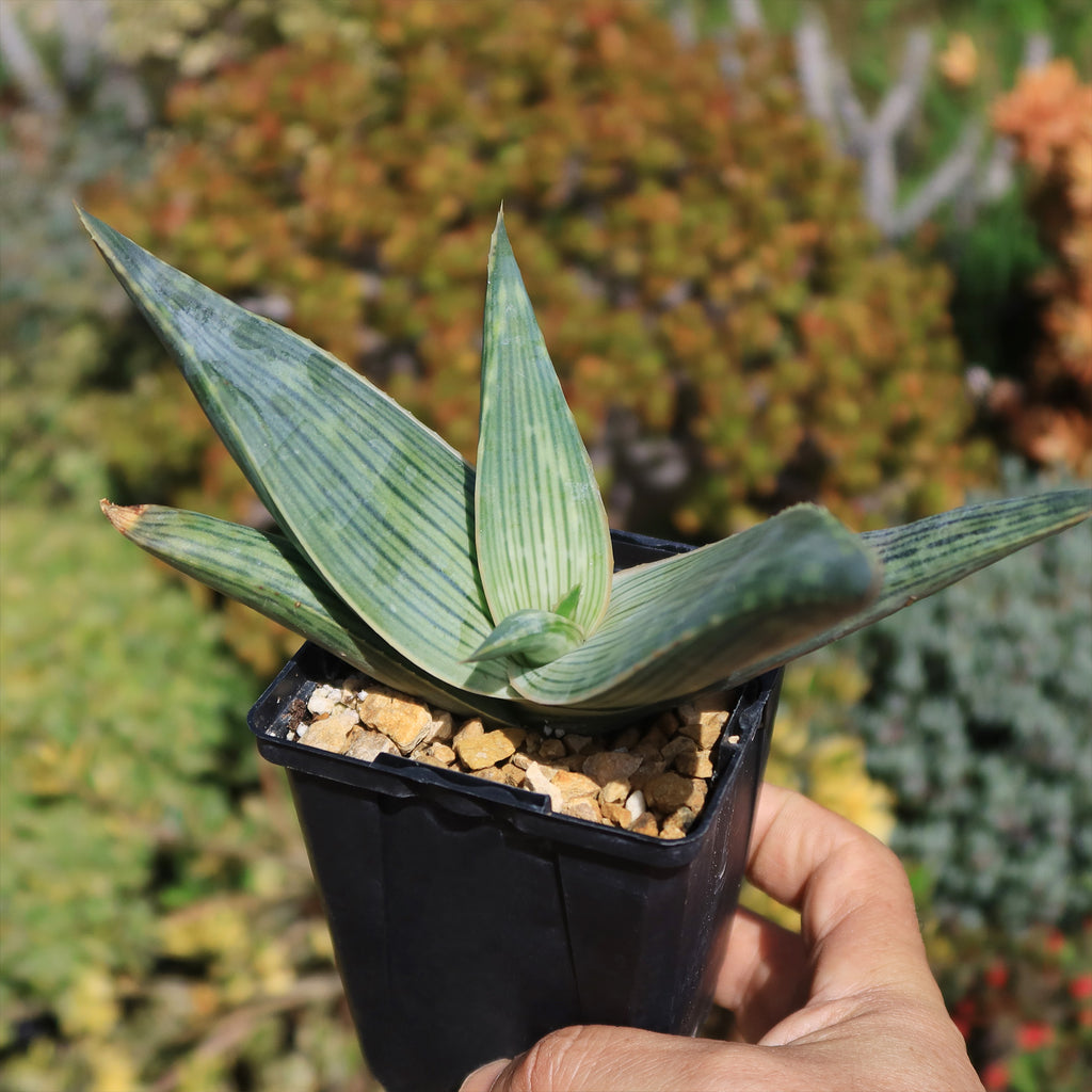 Aloe karasbergensis