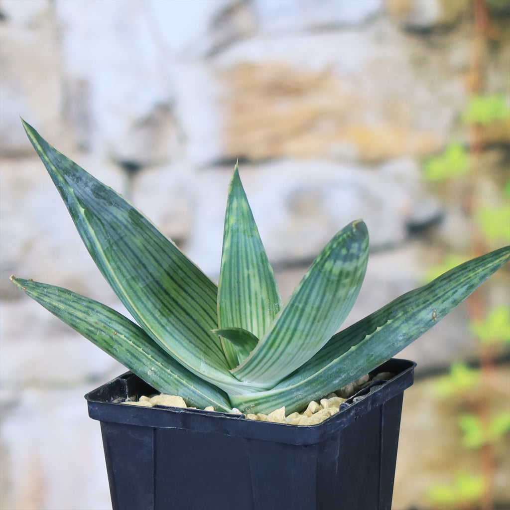 Aloe karasbergensis