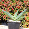 Aloe karasbergensis