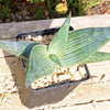 Aloe karasbergensis