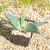 Aloe karasbergensis