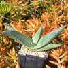 Aloe karasbergensis