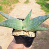 Aloe karasbergensis