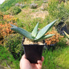 Aloe karasbergensis