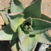 Aloe marlothii