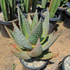 Aloe marlothii