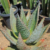 Aloe marlothii