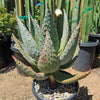 Aloe marlothii