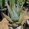 Aloe marlothii