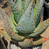 Aloe marlothii