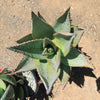 Aloe marlothii