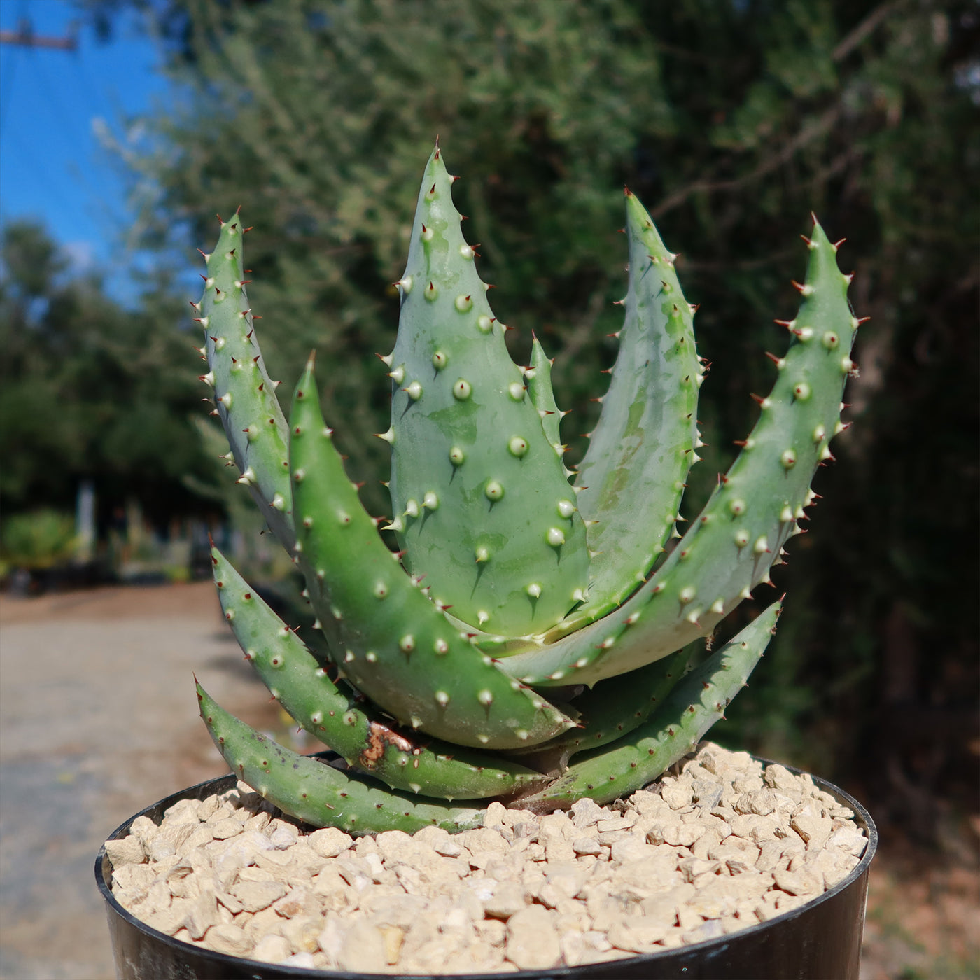 Aloe aculeata