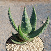 Aloe aculeata