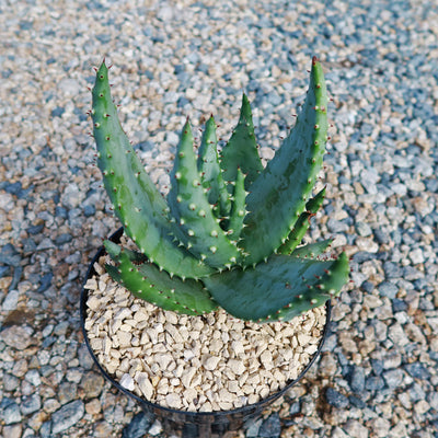 Aloe aculeata