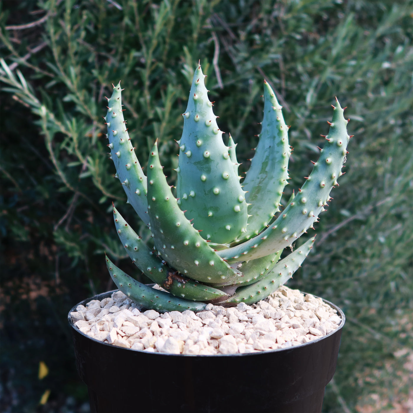 Aloe aculeata