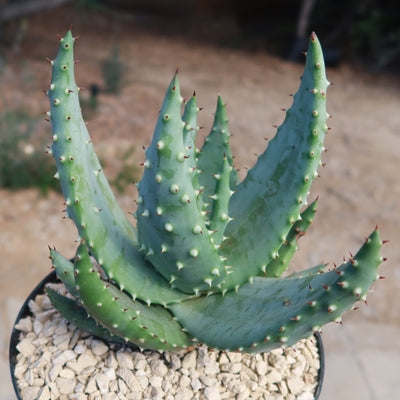 Aloe aculeata