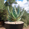 Aloe aculeata