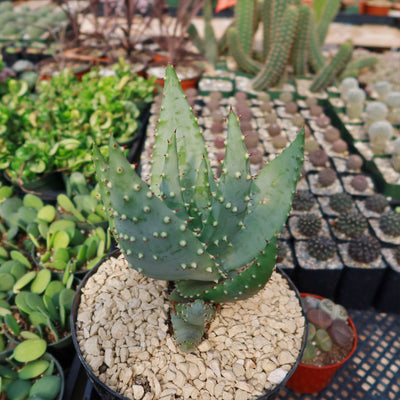 Aloe aculeata