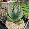 Aloe aculeata